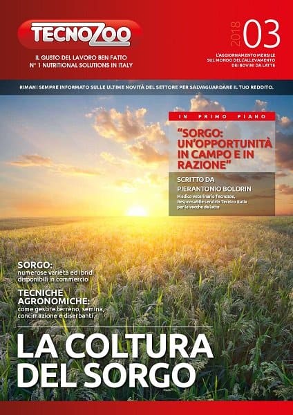 Sorgo