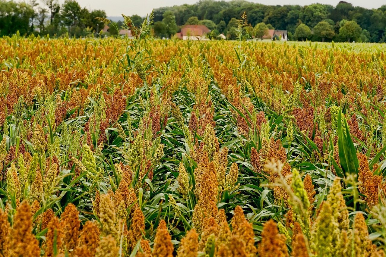 Il Buon Fattore Sorgo