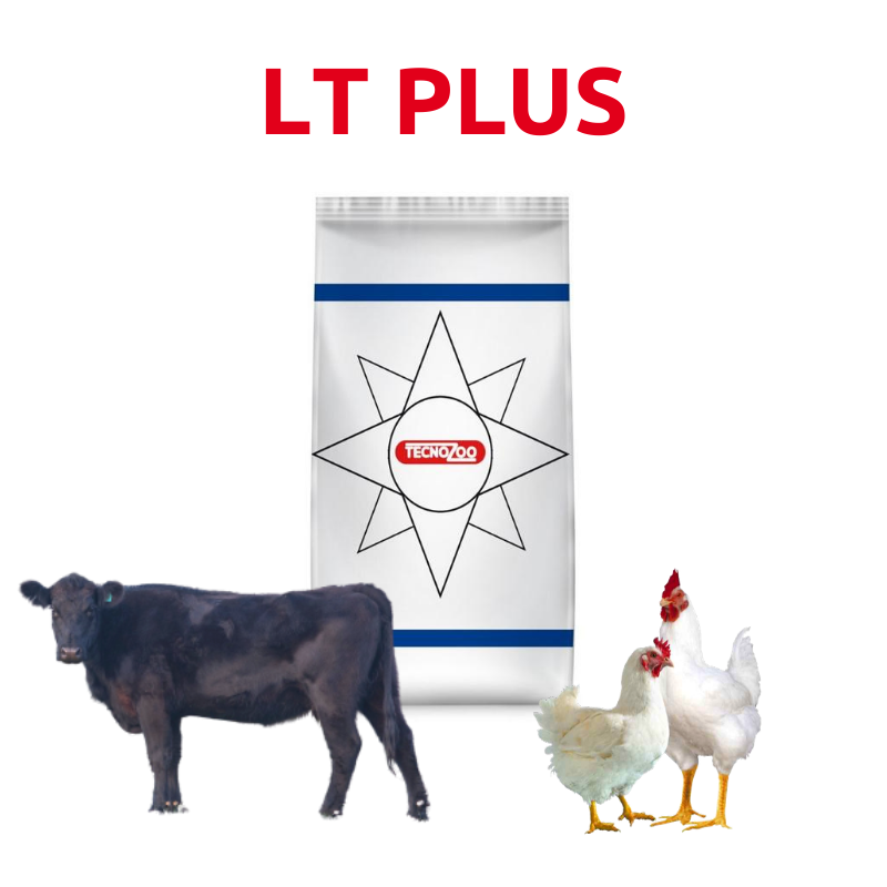 LETTIERA