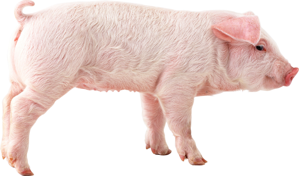 micotossine nel mangime