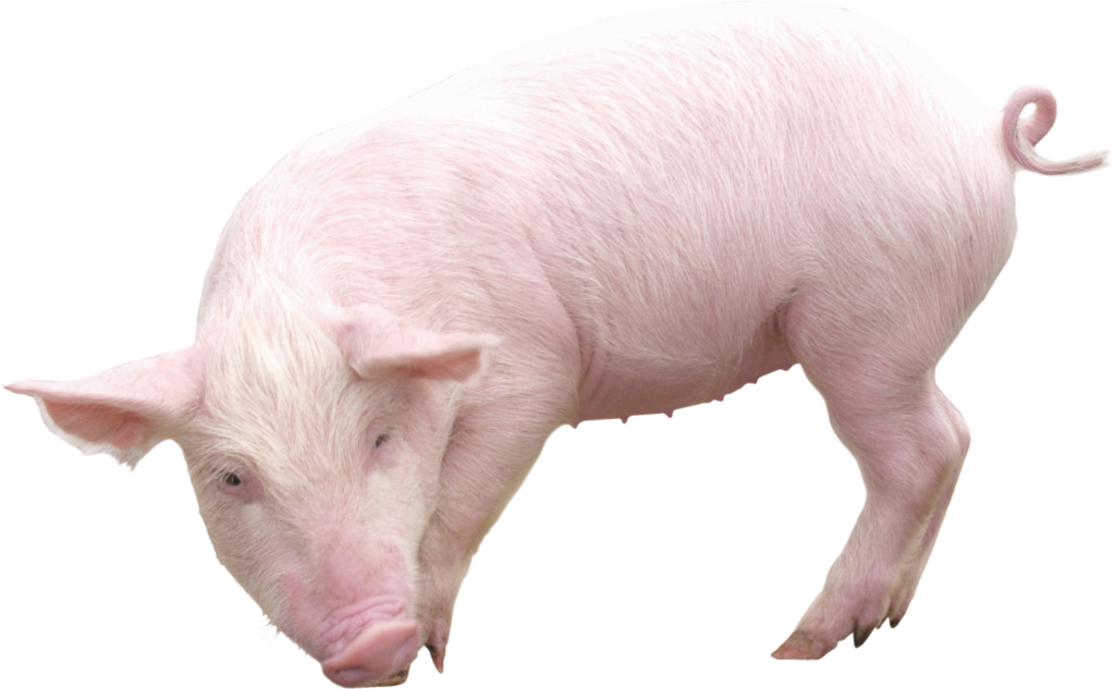 micotossine nel mangine