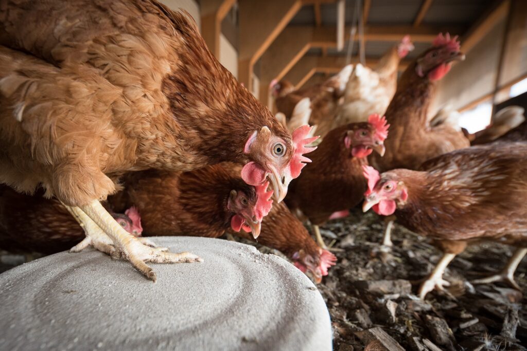 Riduzione degli antibiotici