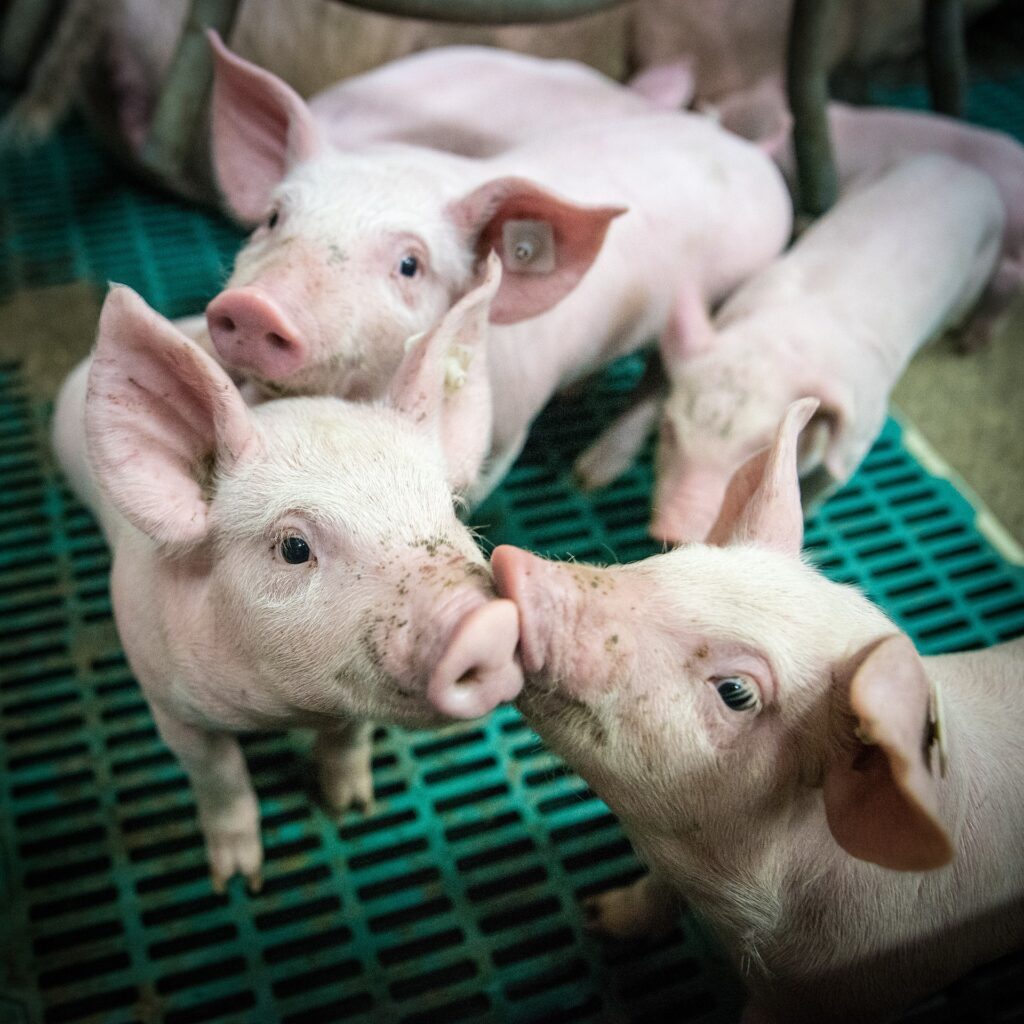 riduzione degli antibiotici